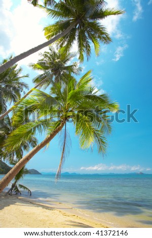 Empty Hammock Between Palm Trees On Stock Photo 84477787 - Shutterstock