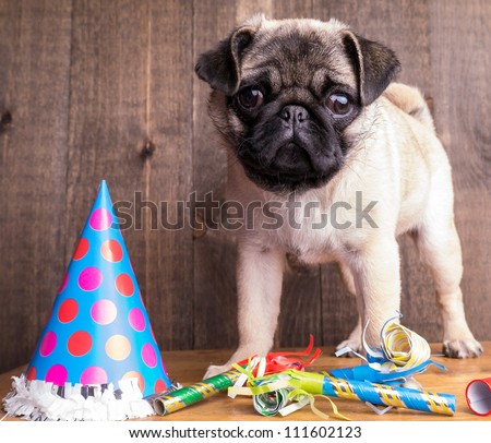 Happy Birthday Pug Puppy is available for licensing.