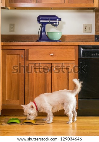 Cute little dog eating his dinner. Stock photograph by Edward M. Fielding on Shutterstock.