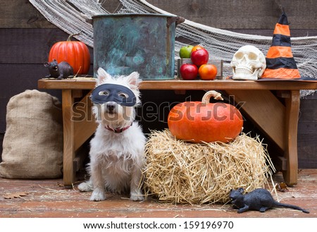 Cute dog at a Halloween Party -available for licensing.