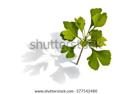 Ginkgo Tree Stock Images, Royalty-Free Images & Vectors | Shutterstock