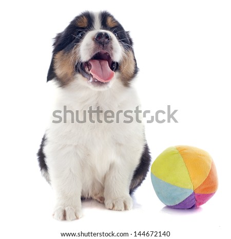 australian shepherd your purebred puppy u0026quot white shepherd dog toy u0026quot stock images royalty free australian shepherd your purebred puppy u0026quot white shepherd dog toy u0026quot stock images royalty free