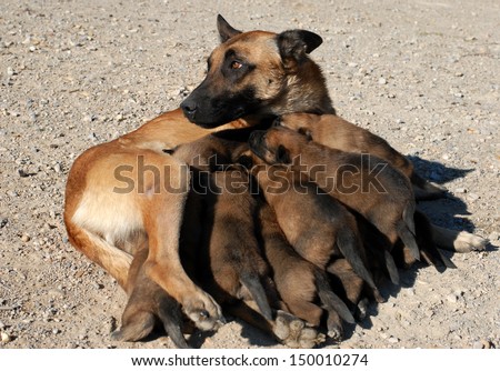 belgian shepherd rescue south africa puppies and mother dog stock images royalty free images u0026 vectors belgian shepherd rescue south africa puppies and mother dog stock images royalty free images u0026 vectors