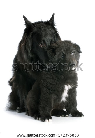 belgian sheepdog breeders in new york belgian shepherd stock images royalty free images u0026 vectors belgian sheepdog breeders in new york belgian shepherd stock images royalty free images u0026 vectors