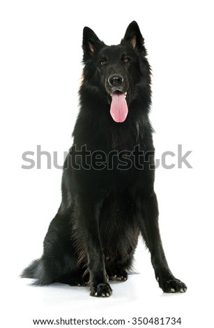 belgian sheepdog groenendael sale belgian shepherd dog stock images royalty free images u0026 vectors belgian sheepdog groenendael sale belgian shepherd dog stock images royalty free images u0026 vectors