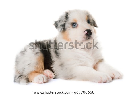 australian shepherd and golden retriever golden retriever puppy dog hugging british stock photo 187206578 australian shepherd and golden retriever golden retriever puppy dog hugging british stock photo 187206578