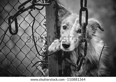 Dogs In Cages Stock Photos, Images, & Pictures | Shutterstock