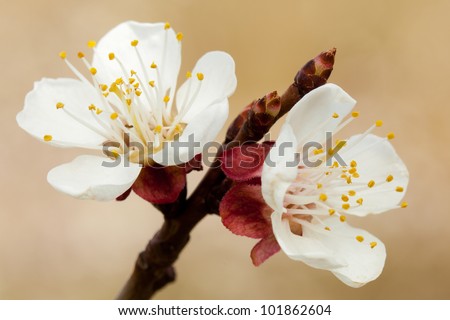 blossom of apricot