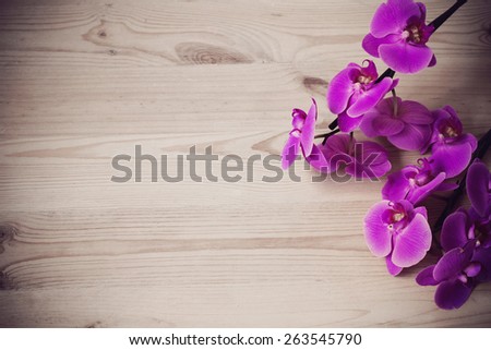 Orchid Stock Photos, Images, & Pictures | Shutterstock