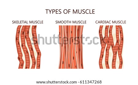 Muscle Stock Images, Royalty-Free Images & Vectors | Shutterstock