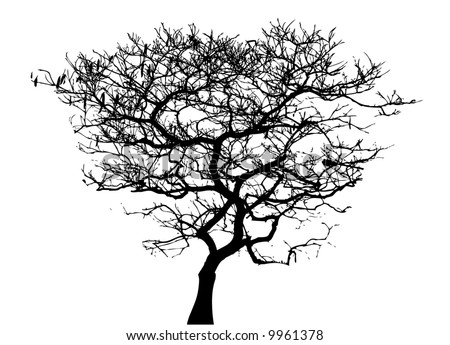 Twisted tree Stock Photos, Images, & Pictures | Shutterstock