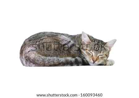 картинки кошек спящих онлайн картинки кошек спящих