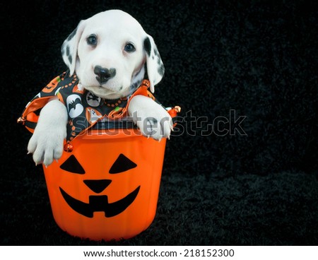 Halloween puppy Stock Photos, Images, & Pictures | Shutterstock
