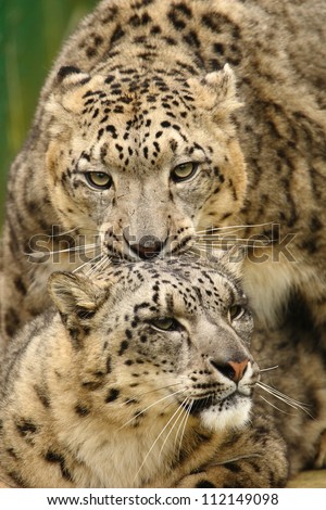 Mating Leopards Stock Photos, Images, & Pictures | Shutterstock