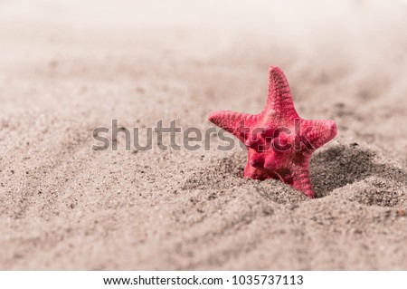 red sea star and shells on sand