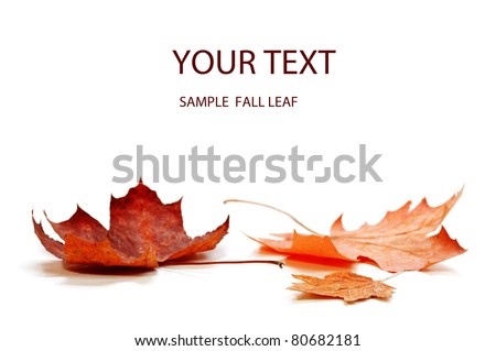 autumn maple leaf isolated on white background