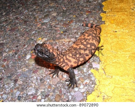 venomous lizard Their diet consists of reptiles, they subdue their prey by injecting venom through large hollow fangs at these lizards can tolerate cold temperatures by. venomous lizard Their diet consists of reptiles, they subdue their prey by injecting venom through large hollow fangs at these lizards can tolerate cold temperatures by.