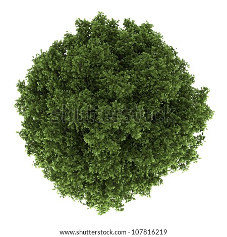 Top View Horse Chestnut Tree Isolated Stock Illustration 107816219