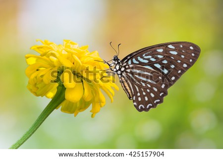 Tìm hiểu Bướm - Page 7 Stock-photo-close-up-of-spotted-zebra-graphium-megarus-butterfly-perching-on-marigold-flower-side-view-425157904