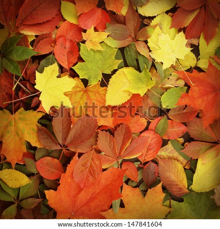 Colorful and bright background made of fallen autumn leaves
