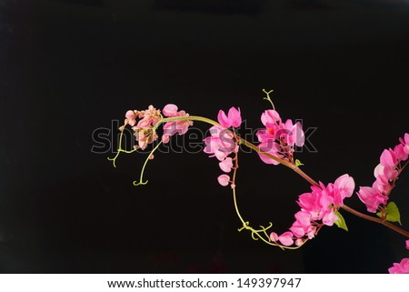 Pink flower on a black background. (Coral Vine, Mexican Creeper, Chain of Love)