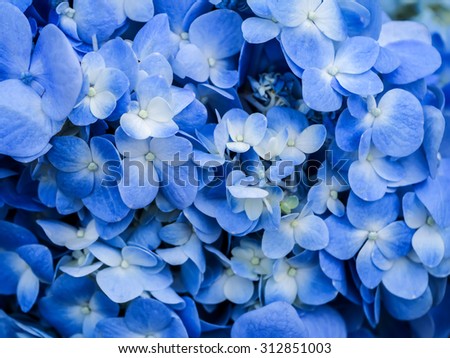 Blue Hydrangea Stock Images, Royalty-Free Images & Vectors | Shutterstock
