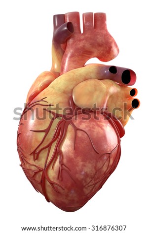 human heart stock images, royalty-free images & vectors | shutterstock human heart stock images, royalty-free images & vectors | shutterstock, Muscles