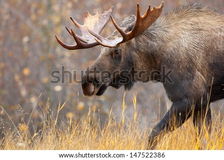 Moose Bull, Alaska, USA