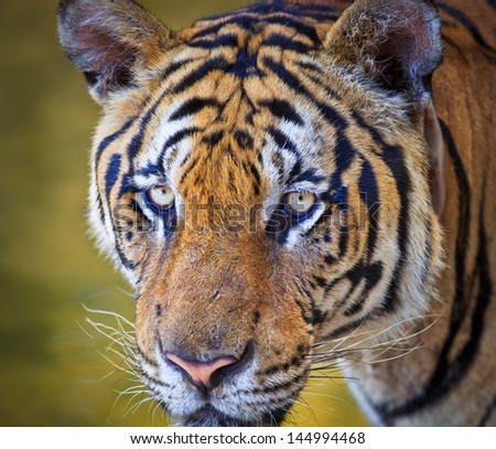 Cute Roaring Tiger Cub Closeup Stock Photo 98443496 - Shutterstock