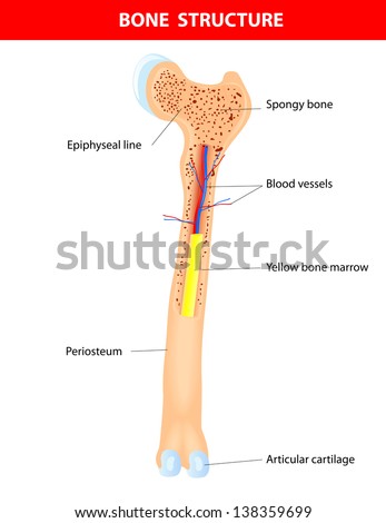 Long Bone Anatomy Scheme Stock Illustration 138359699 - Shutterstock