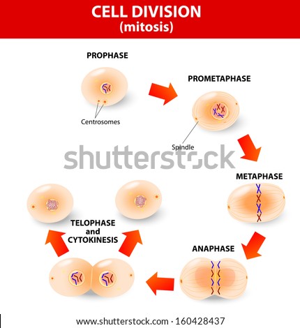 chromosomes and cell division essay The phases of the cell cycle the major events of each stage of mitosis the role of microtubules in cell division chromosome movement during. chromosomes and cell division essay The phases of the cell cycle the major events of each stage of mitosis the role of microtubules in cell division chromosome movement during.