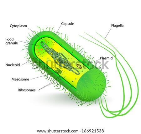 Bacteria cell anatomy. diagram - stock photo