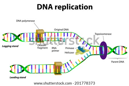 Replication