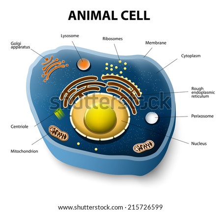 Animal Cell Cutaway Stock Illustration 215726599 ...