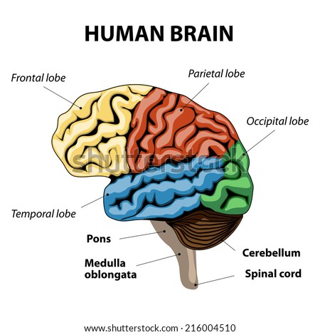 Human Brain Diagram Stock Photos, Images, & Pictures | Shutterstock