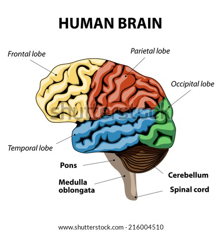 Parts Brain Affected By Autism Vector Stock Vector 239650000 - Shutterstock