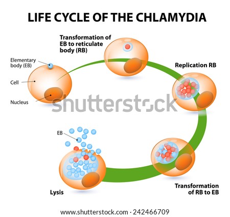 Chlamydia Life Cycle Bacteria Sexually Transmitted Stock Illustration ...