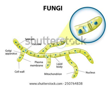 Fungi Stock Images, Royalty-Free Images & Vectors ... hypha diagram 