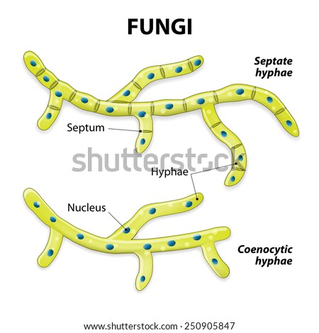 Fungi form hyphae (finger like structures)