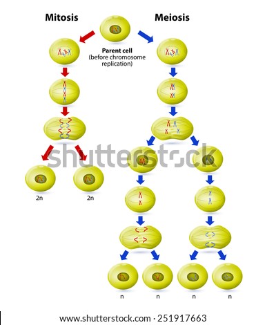 Persuasive Essay Topics For High School Students The Process Of Meiosis And Mitosis Synthesis Essay Introduction Example also What Is The Thesis Statement In The Essay The Process Of Meiosis And Mitosis Essay Sample February Example Of An Essay Proposal