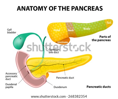 Pancreas Stock Images, Royalty-Free Images & Vectors | Shutterstock