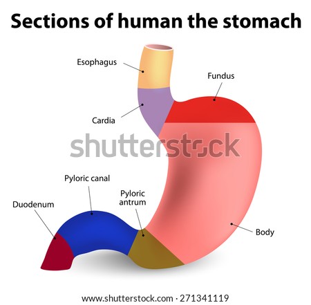 Sections Human Stomach Stock Illustration 271341119 - Shutterstock