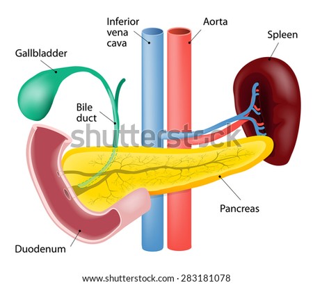 Insulin Pancreas Role Glucose Metabolism Showing Stock Vector 670783486