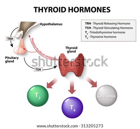 Endocrine System Stock Images, Royalty-Free Images & Vectors | Shutterstock