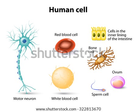 Human White Blood Cells Diagram  Diagram