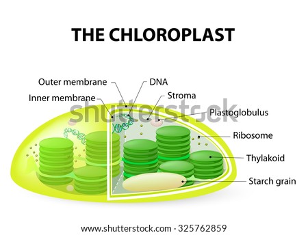 Structure Typical Higherplant Chloroplast Stock Vector (Royalty Free