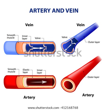 Arterial Stock Images, Royalty-Free Images & Vectors | Shutterstock