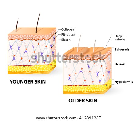 epidermis stock photo images 1 157 epidermis royalty free images and photography available to dermis stock images royalty free images vectors epidermis stock photo images 1 157 epidermis royalty free images and photography available to dermis stock images royalty free images vectors