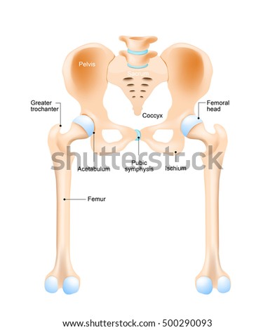 Femur Stock Photos, Royalty-Free Images & Vectors - Shutterstock