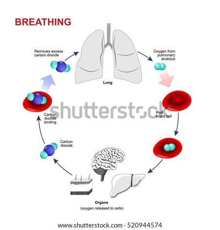 gas exchange humans Revise how the human respiratory system is adapted to allow air to pass in and out of the body, and for efficient gas exchange to happen. gas exchange humans Revise how the human respiratory system is adapted to allow air to pass in and out of the body, and for efficient gas exchange to happen.